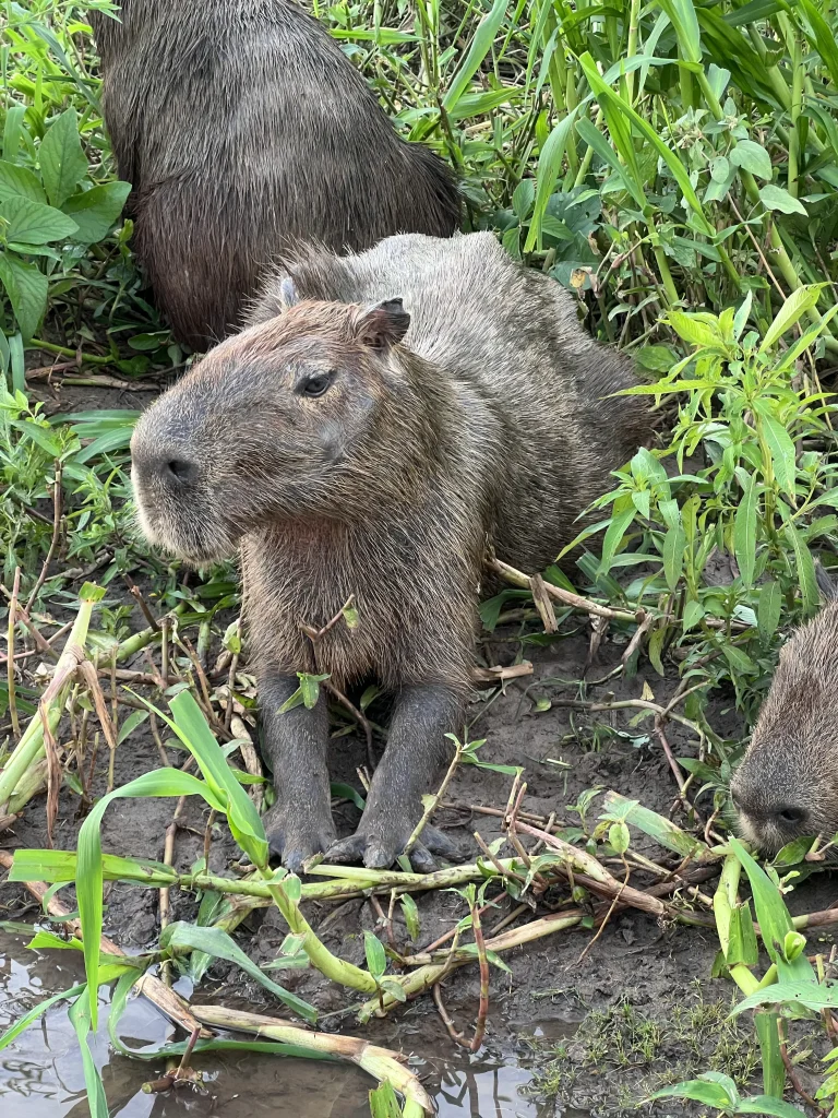 Découvrir le Pantanal au Brésil 